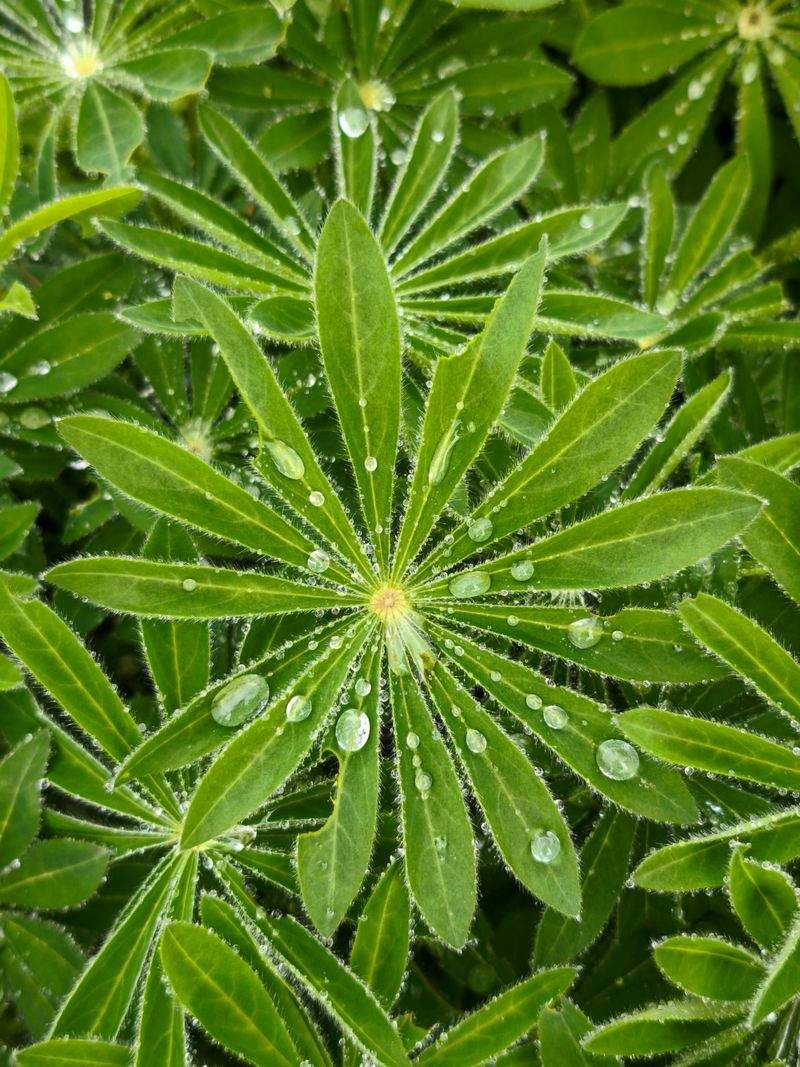 GartenGlück GmbH - Image 9